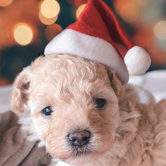 Red Christmas Hat Print Dog Pet Cloting